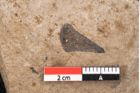 Foto (Detailansicht) von Araucaria sternbergii Goeppert (NHMW-GEO-2024-0188-8294)